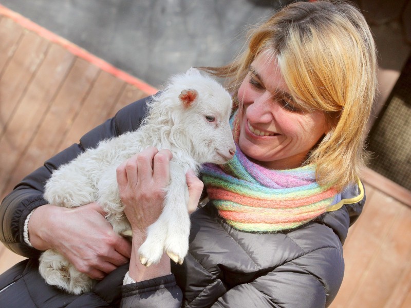 Eine vier Tage alte Moorschnucke auf dem Arm von der Leiterin des Tiergeheges Fr. Dr. Anette Perrey.