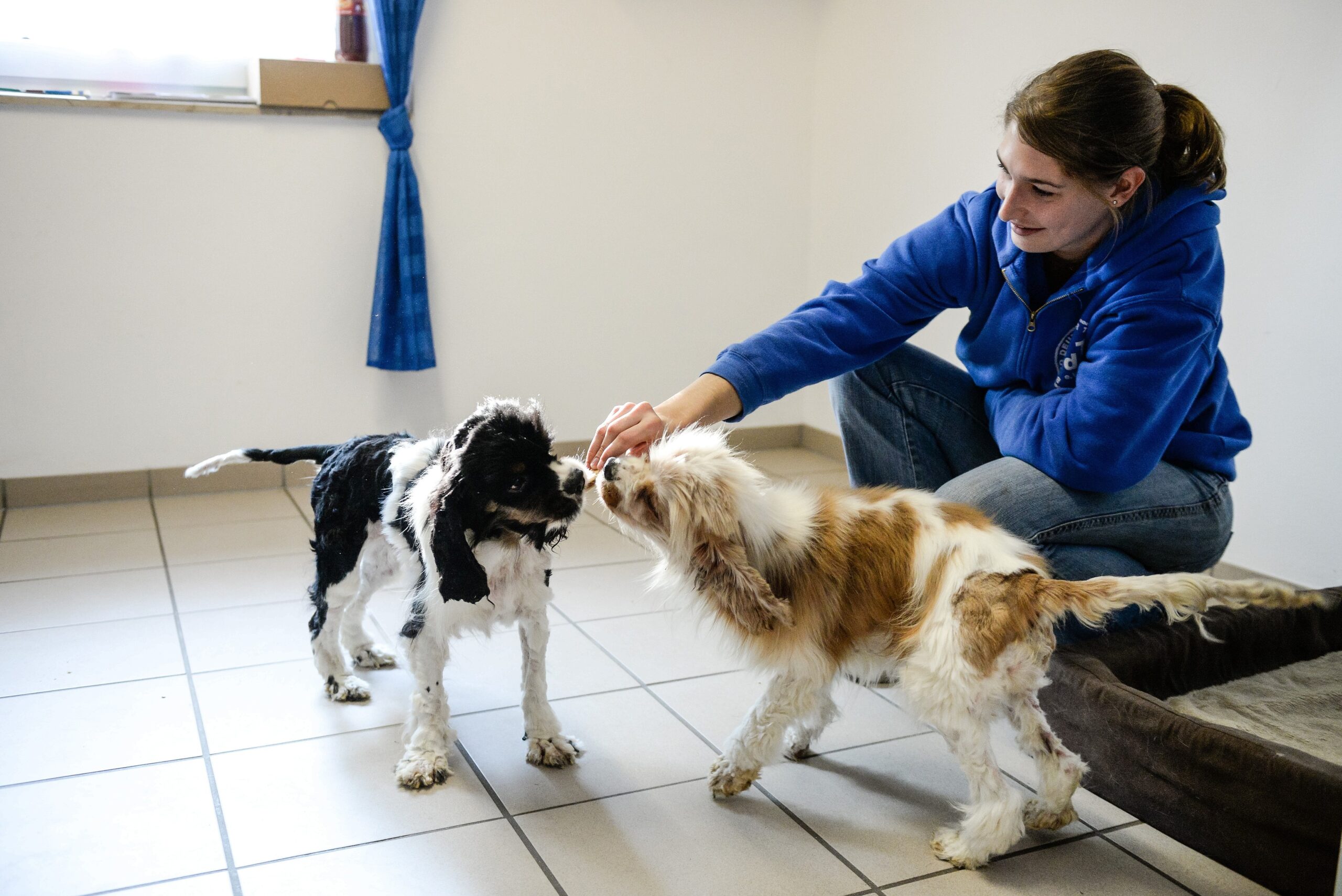 Im Tierheim in Kamp-Lintfort. Mitarbeiterin Katharina Schoth kümmert sich um die verwahrlost gefundenen zwei Hunde von der Rasse Cavalier King Charles Spaniel.     Foto: Volker Herold / FUNKE Foto Services
