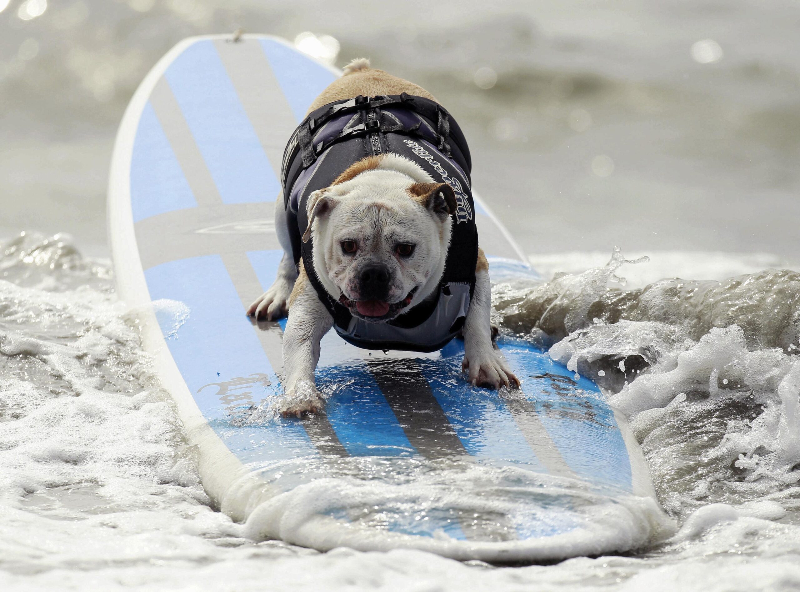 Wachhunde, Blindenhunde, Spürhunde und Schoßhunde - gibt's in Kalifornien genau wie hier. Aber es wäre nicht Kalifornien, wenn es nicht auch Surfhunde gäbe. Und die...