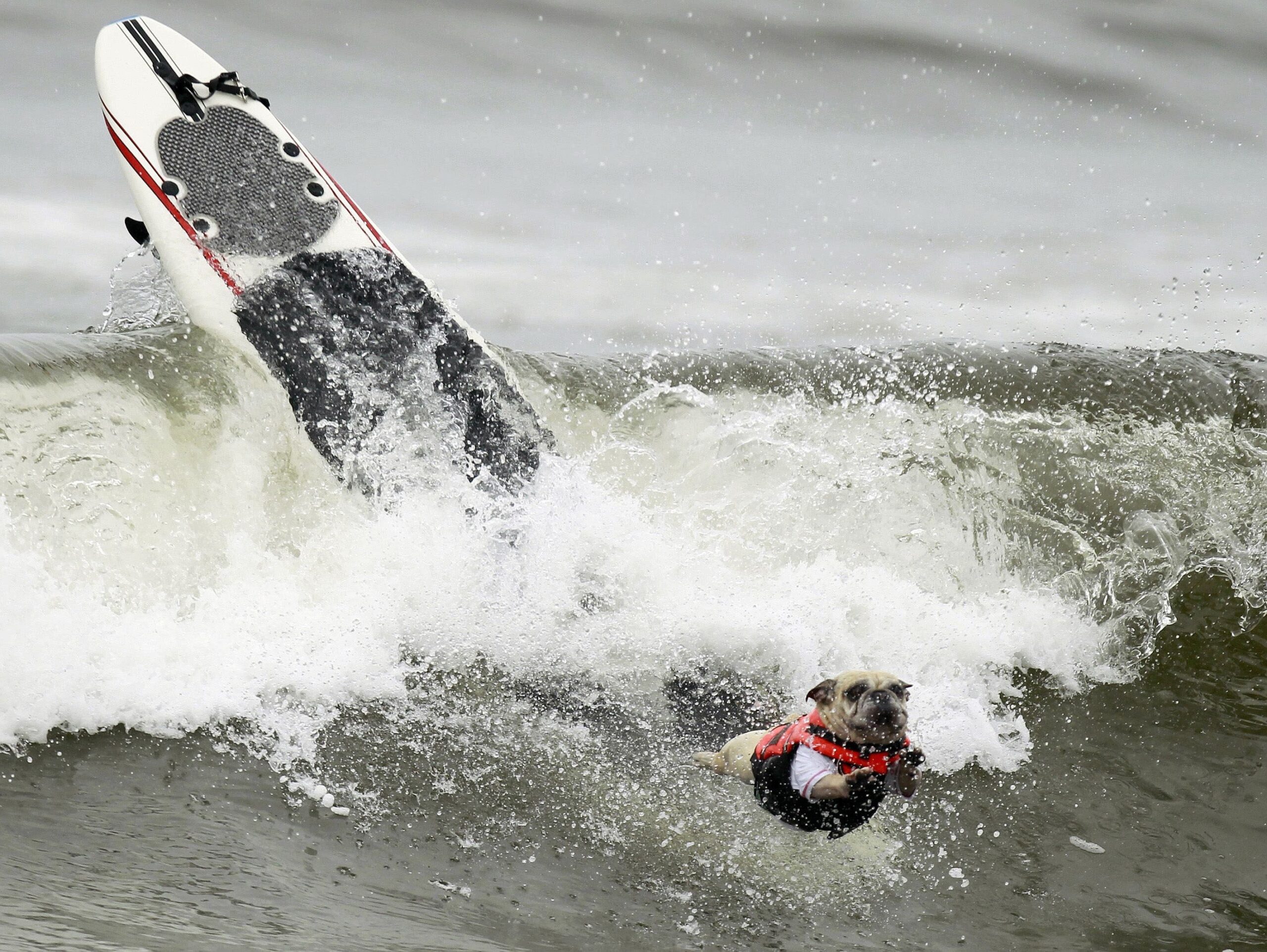 ...unfreiwillige Abstiege vom Surfboard - der sogenannte Wipeout. Aber offenbar halten es die Tiere wie ihre...