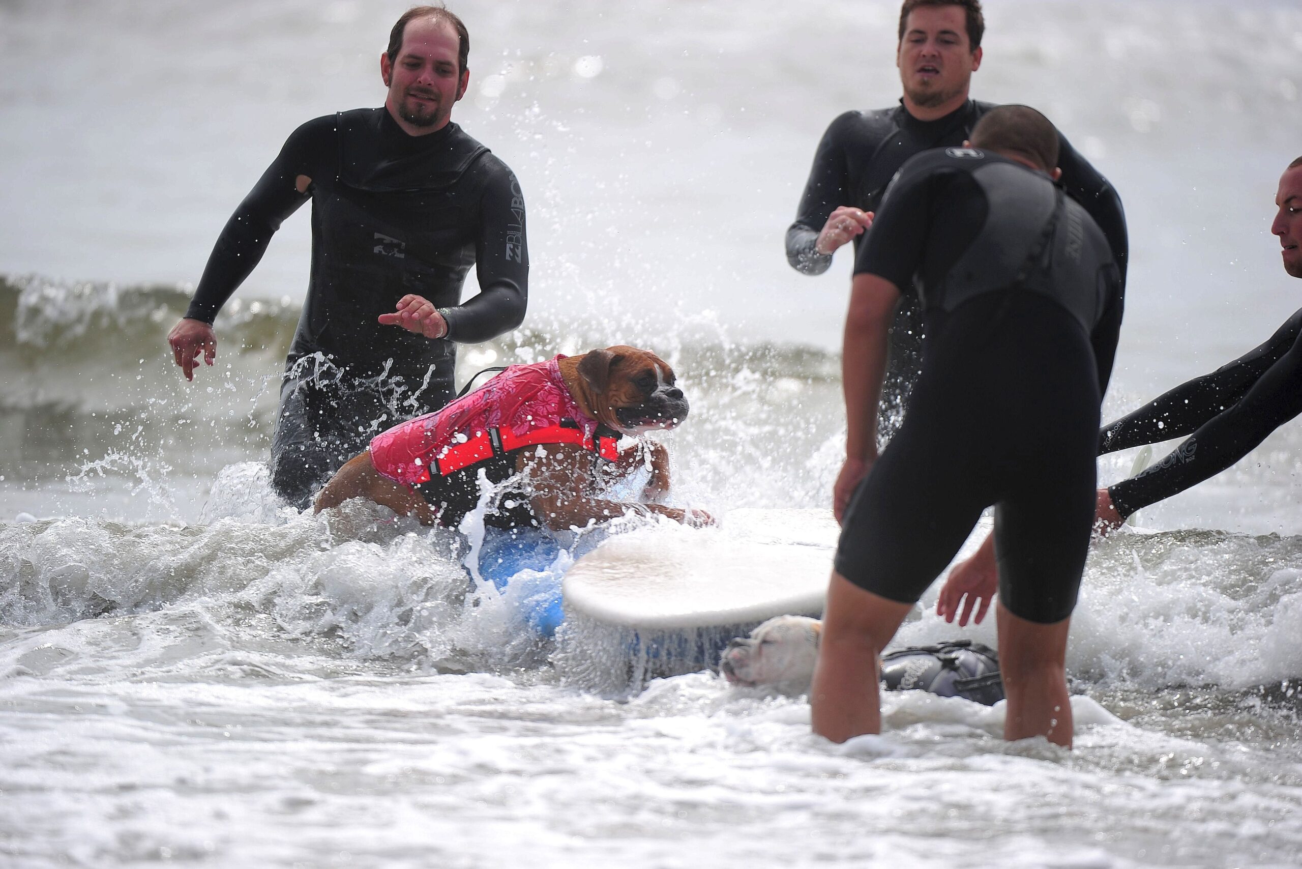 Surfende Hunde im kalifornischen Huntington Beach.