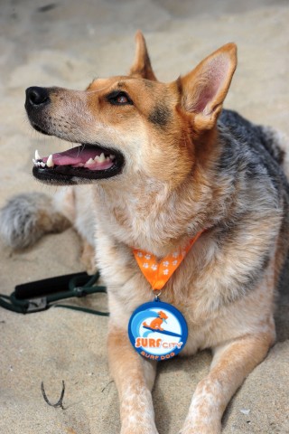 Surfende Hunde im kalifornischen Huntington Beach.