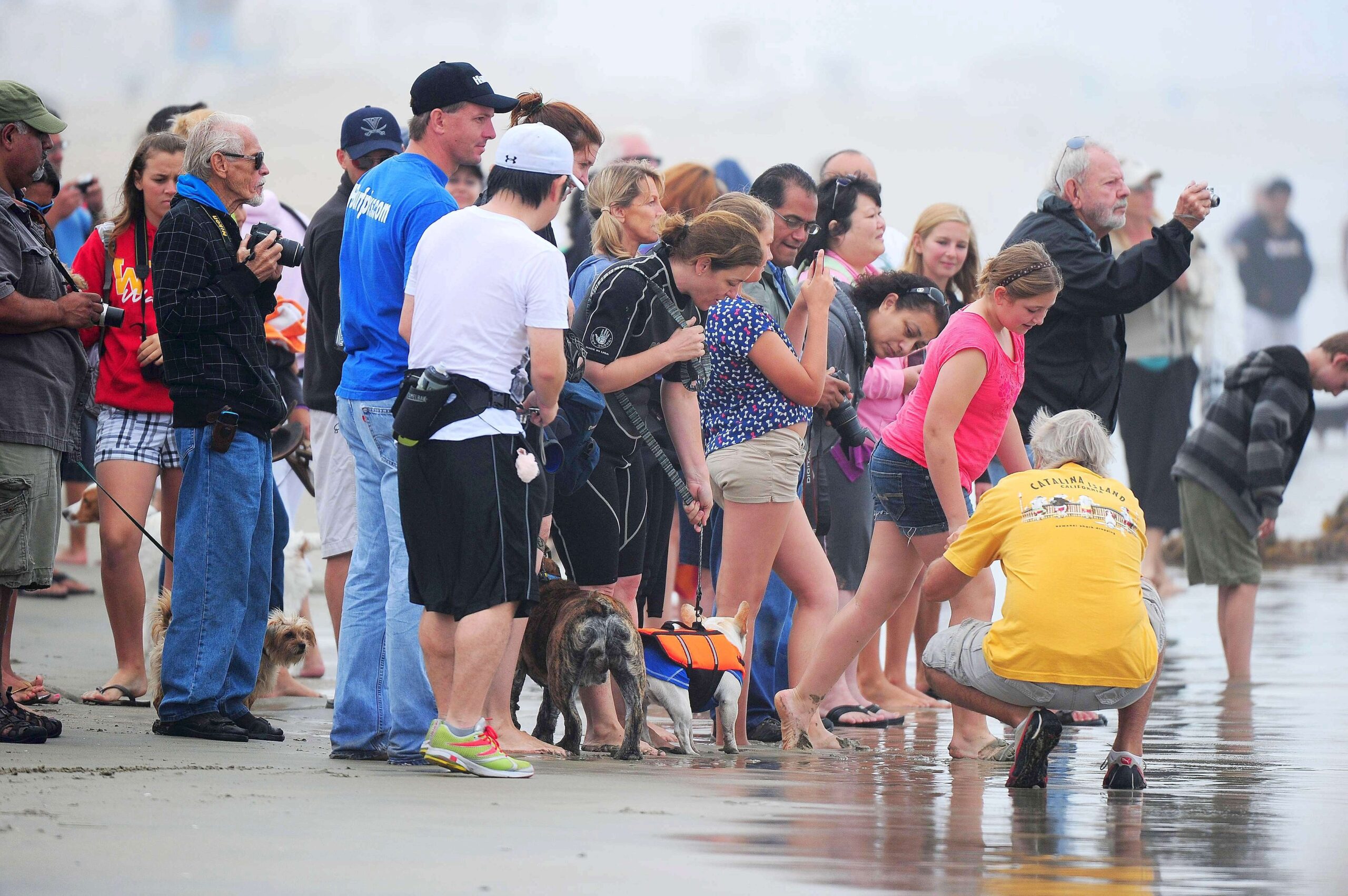 Surfende Hunde im kalifornischen Huntington Beach.