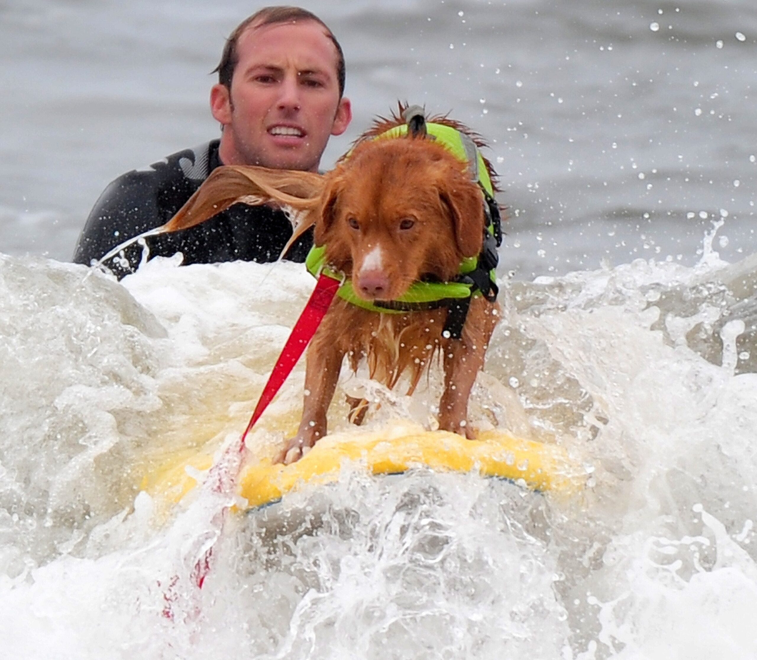 Surfende Hunde im kalifornischen Huntington Beach.