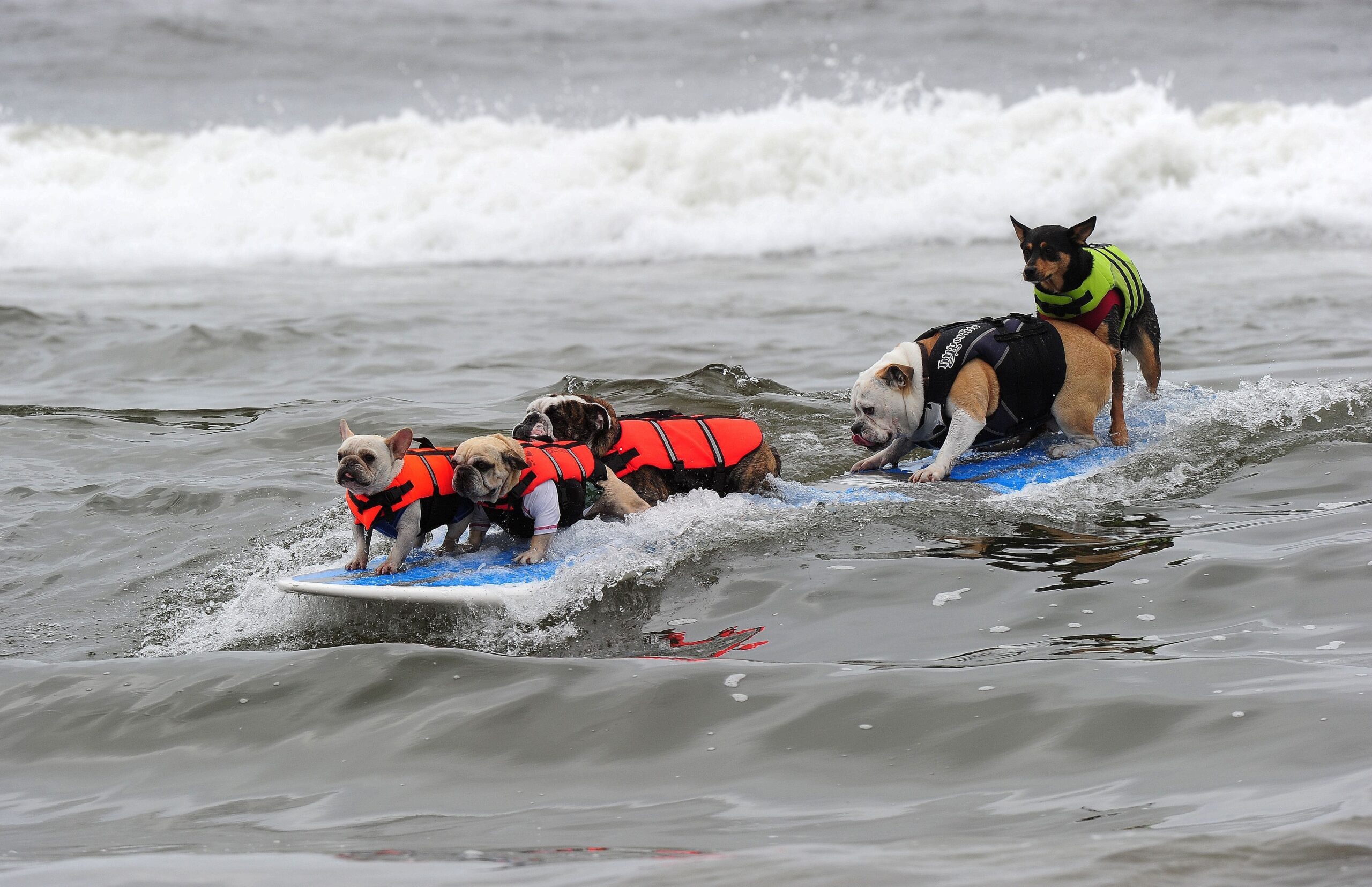 Surfende Hunde im kalifornischen Huntington Beach.