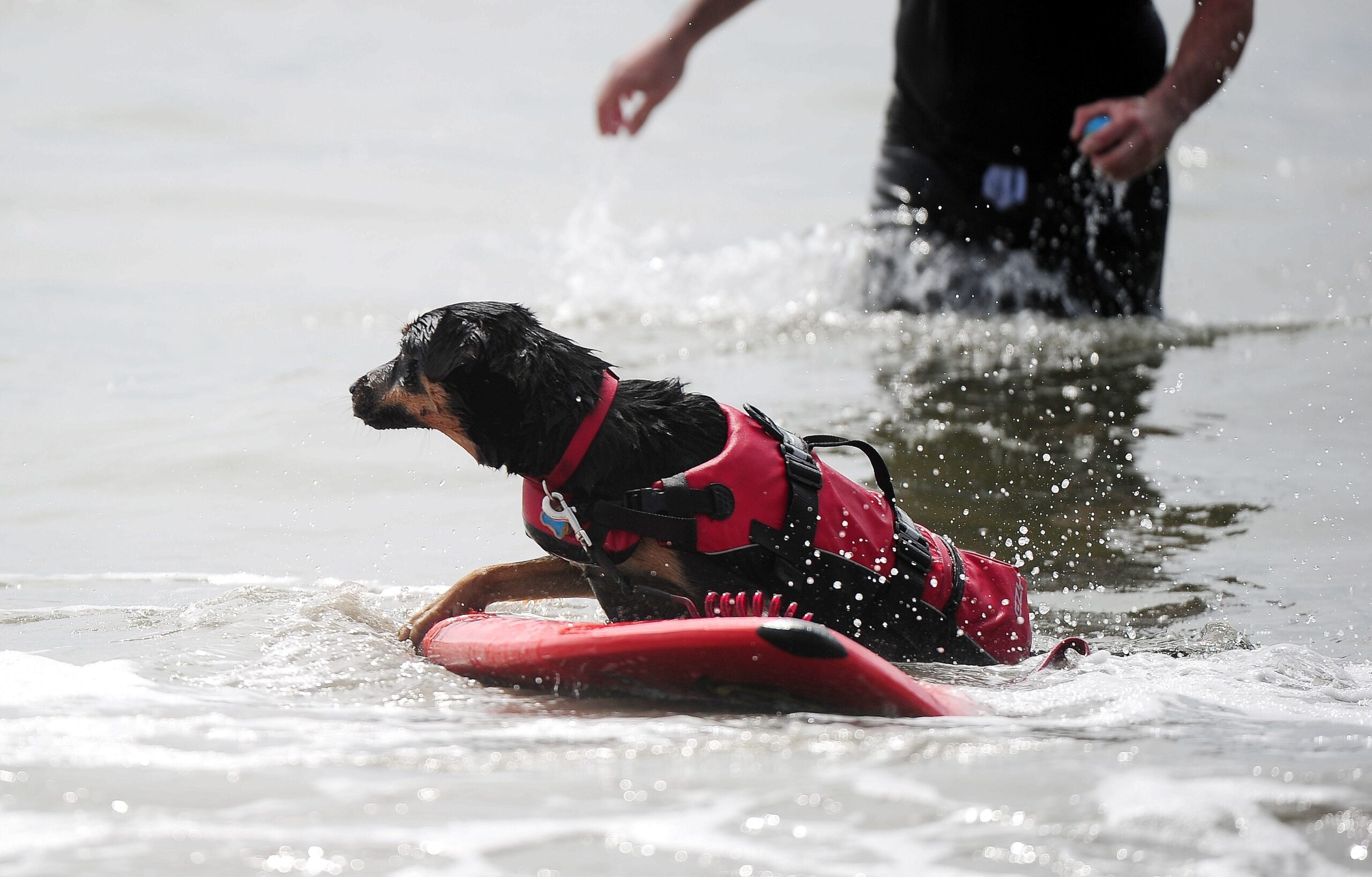 Surfende Hunde im kalifornischen Huntington Beach.