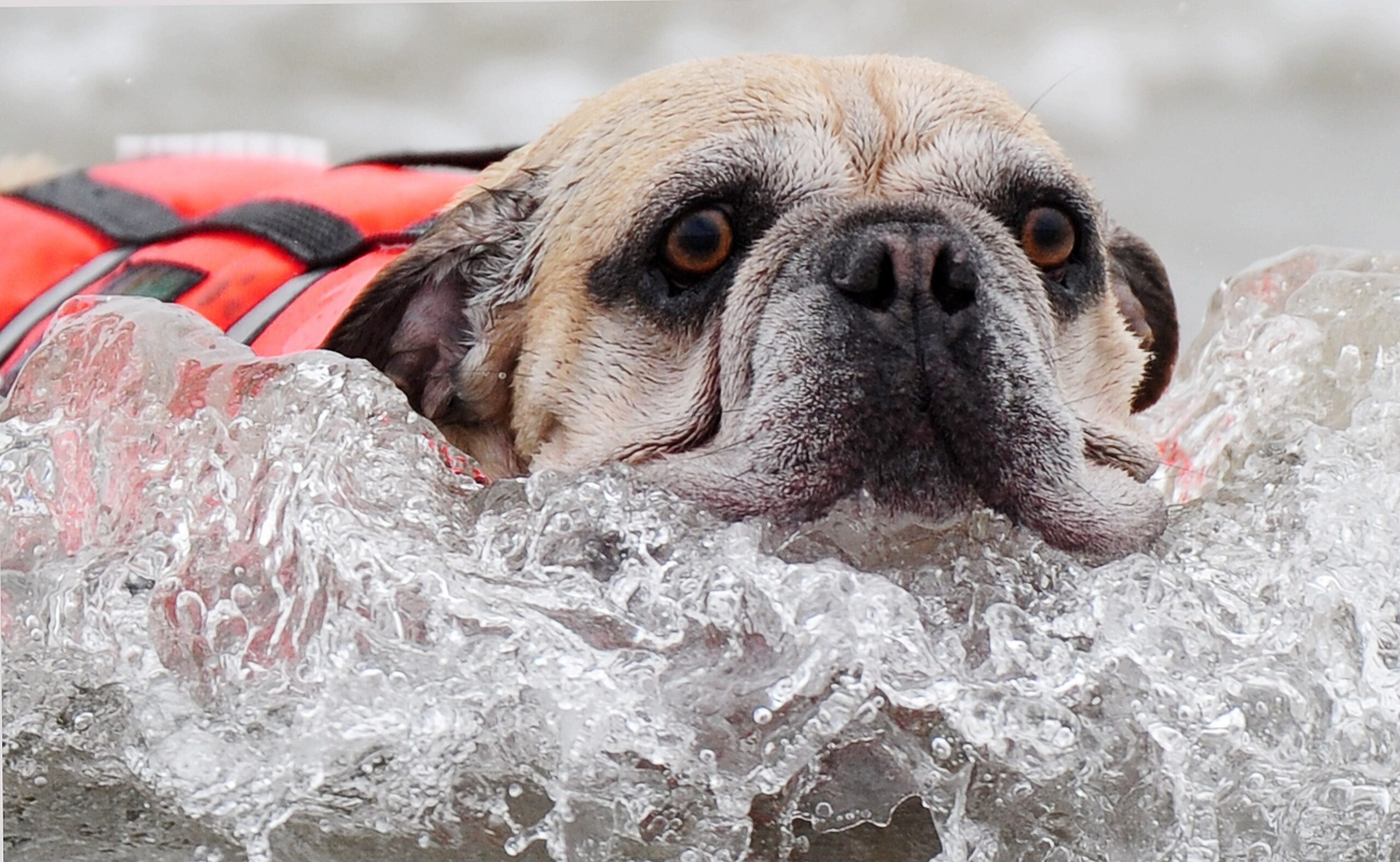 Rund 40 Hunde in vier Gewichtsklassen surften in Huntington Beach.