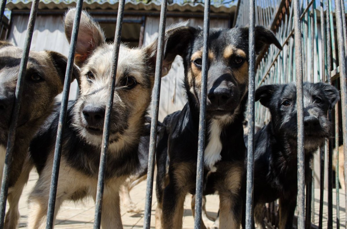 tierheim hund düsseldorf.jpg