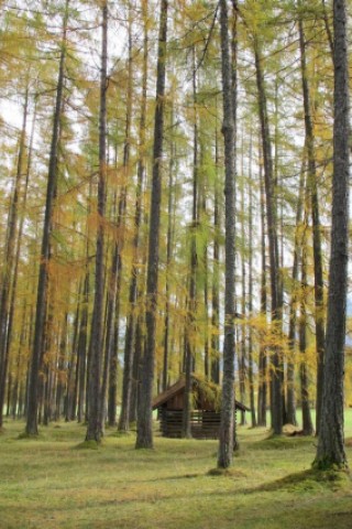 Gelb, Orange und ein bisschen Grün hängt auch noch an den Bäumen: Im Herbst verfärbt sich das Mieminger Plateau.