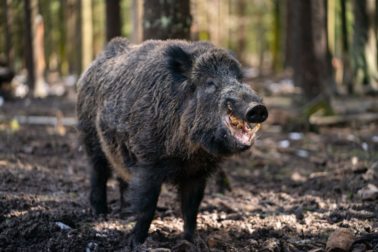 In einem Wald in Bochum sind Tiere unterwegs, die eigentlich in einem Gehege sein sollten. (Symbolbild)