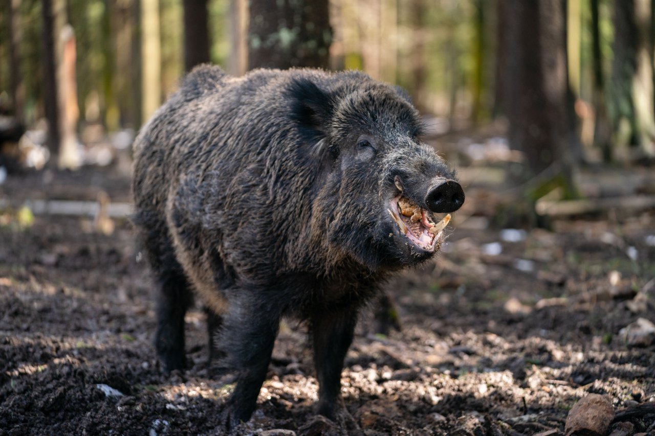 Bochum: Die Badeampel an der neuen Badestelle steht endlich auf Grün. Doch einige Bürger sind unzufrieden.