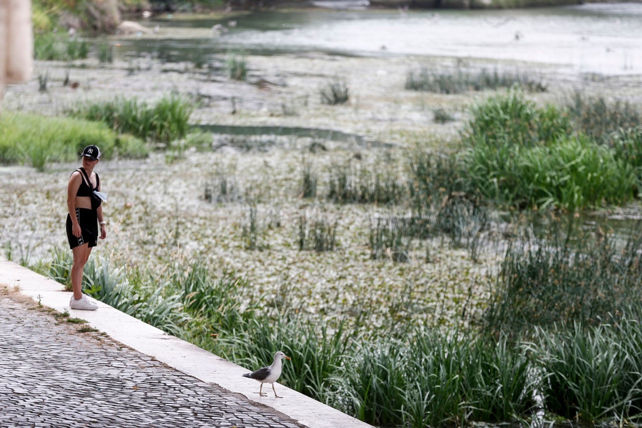 Langsam wird das Wasser knapp, der Tiber in Rom trocknet immer weiter aus. Schuld sind anhaltend heiße Temperaturen und kein Niederschlag. Italien steht kurz vor Ausrufung des Notstandes.
