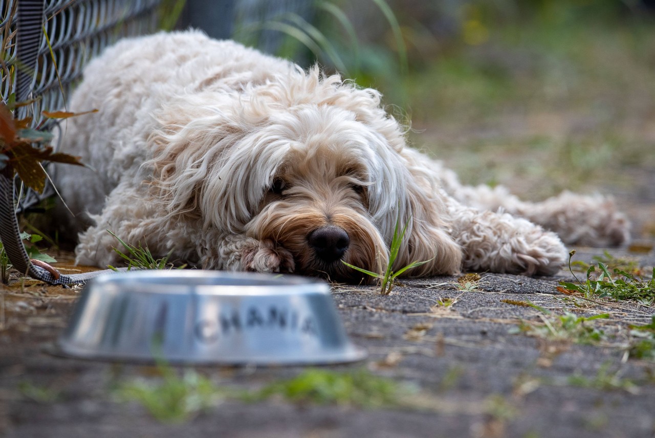 Hund: Eine Frau versuchte alles, um ihren Vierbeiner von seinen Ängsten zu befreien (Symbolfoto).