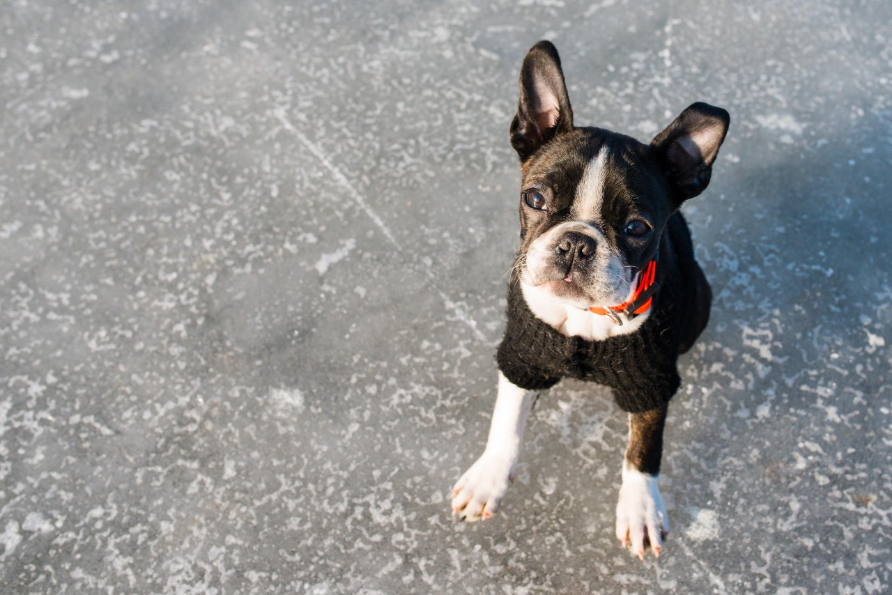 Ein Hund wird von seinem Halter einfach eiskalt zurückgelassen. (Symbolbild)