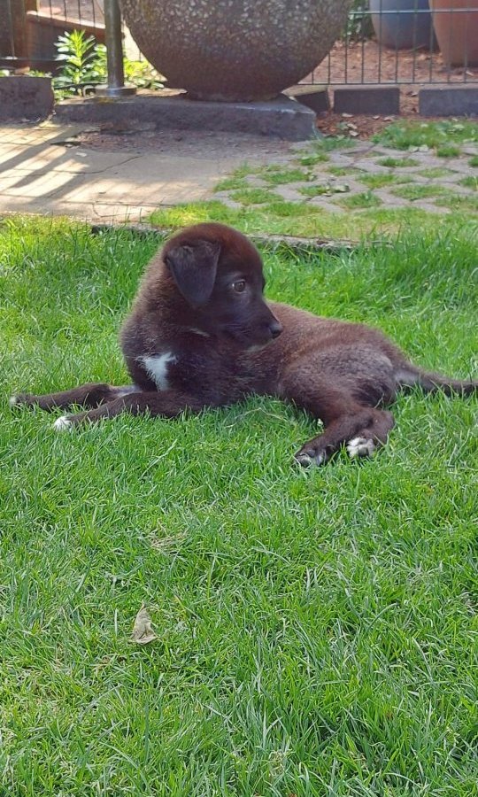 Hund-Duisburg-Buddy.jpg