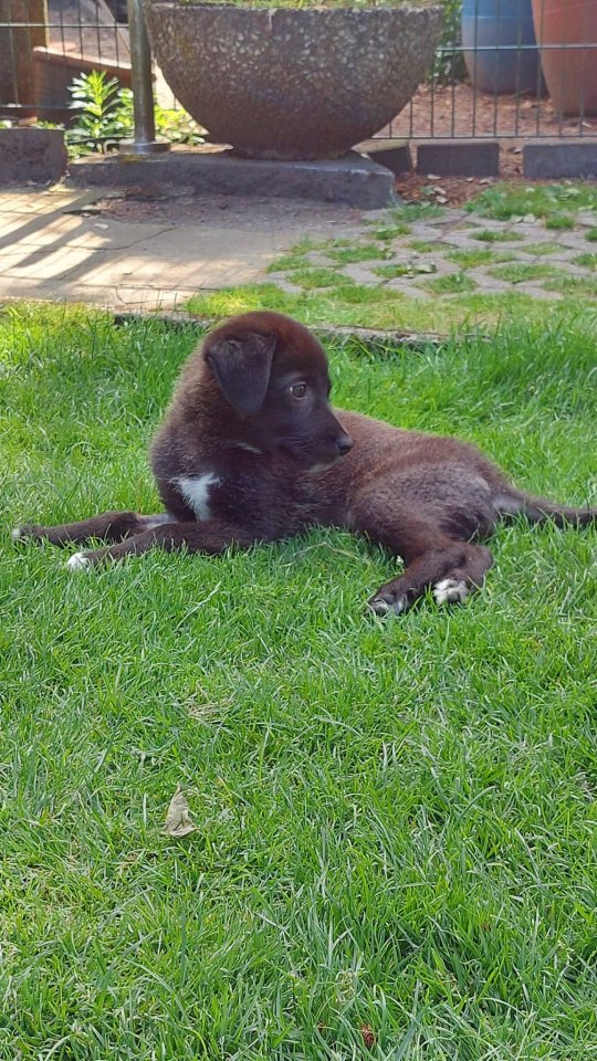 Hund-Duisburg-Buddy.jpg