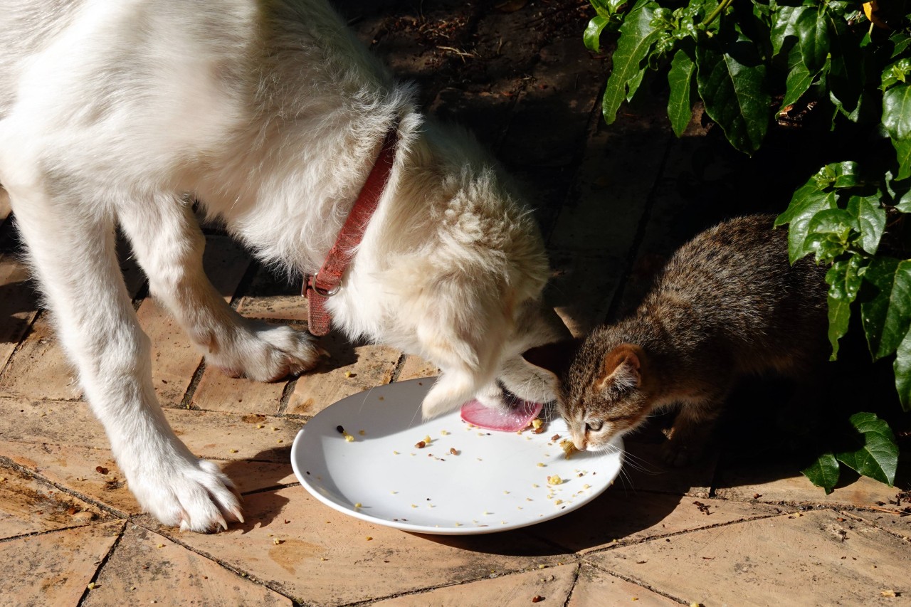 Sorge um Hund und Katze: Tierfutter in Deutschland wird immer knapper! (Symbolbild)