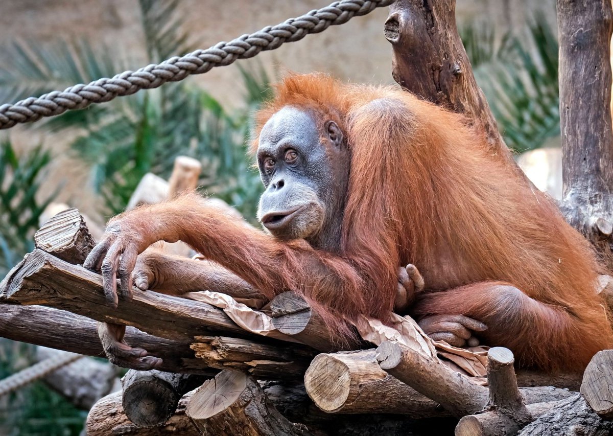 Orang Utan.jpg