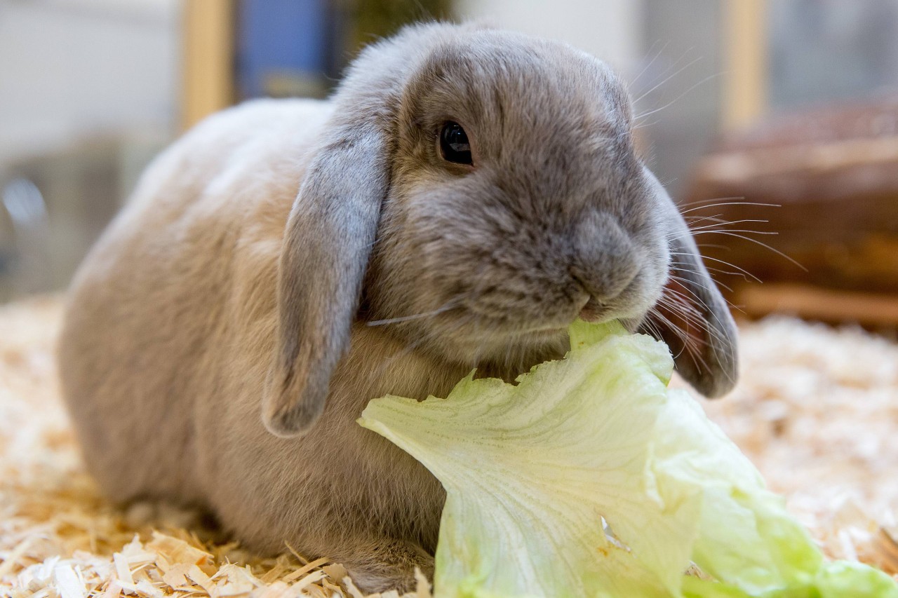 Das Tierheim in Hagen (NRW) hat eine erschreckende Entdeckung gemacht. Es geht um ein krankes Kaninchen. (Symbolfoto)