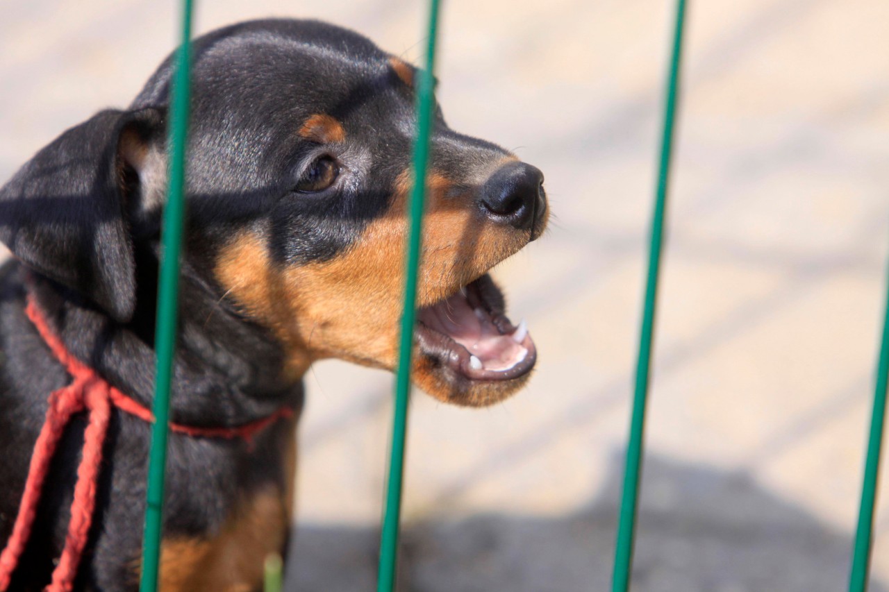 Der Urlaub in Italien wurde für eine Hundebesitzerin zum Alptraum. (Symbolbild) 