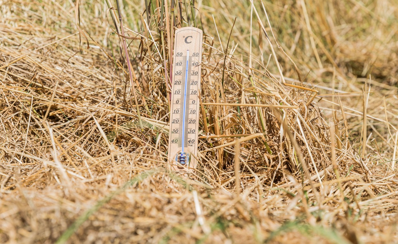 Das Wetter in NRW verwöhnt uns aktuell mit Traum-Sonne. (Symbolbild)