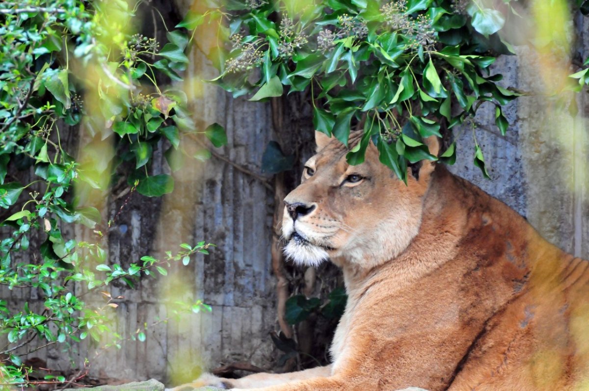 Zoo_MÃ¼nster.jpg