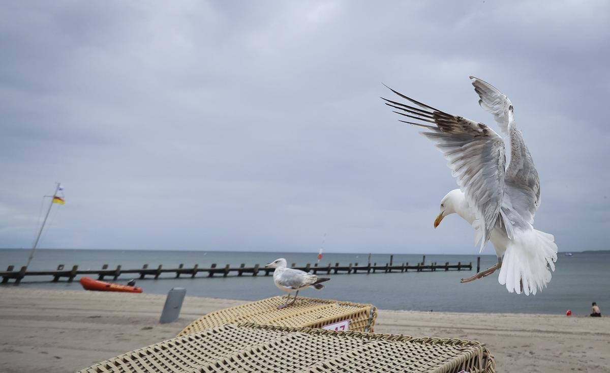 Eine Möwe landet auf einem Strandkorb. Kommunen haben kreative Ideen, wie sie die Tiere vertreiben wollen. Aber hilft das langfristig?