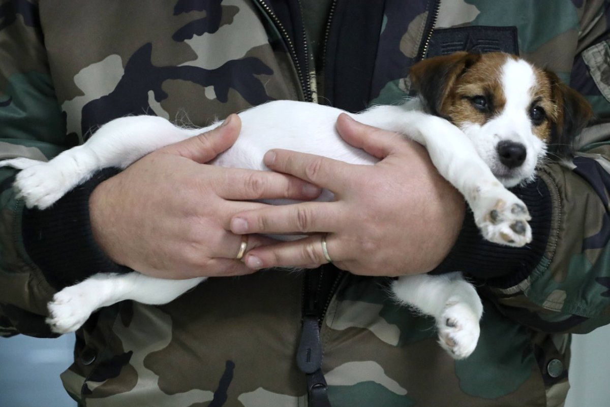 hund-in-essen-giftköder.jpg