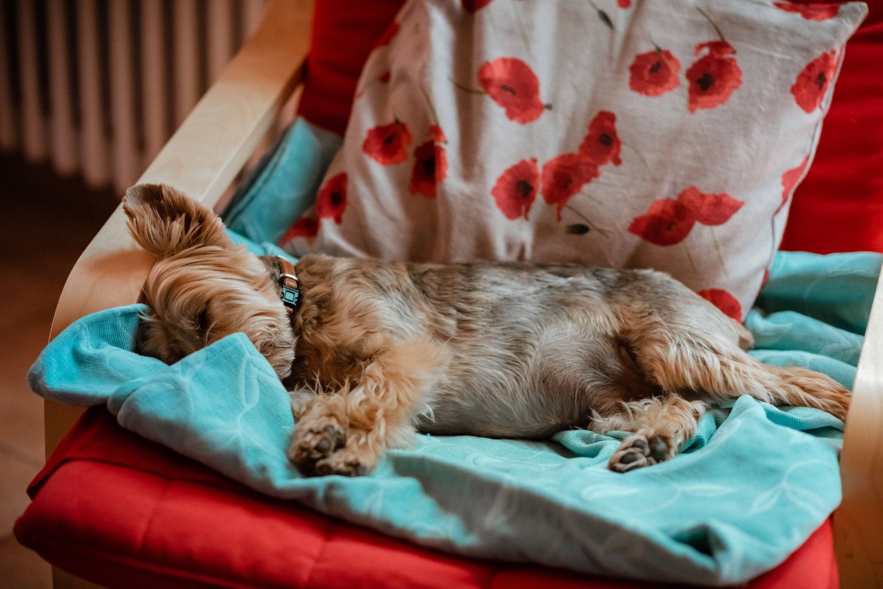 Den Yorkshire Terrier kostete der Tritt gegen die Tür das Leben. (Symbolbild)