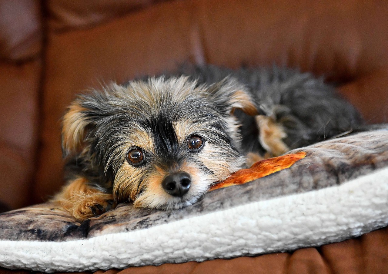 Der Yorkshire Terrier musste nach einer Auseinandersetzung seiner Halterin eingeschläfert werden. (Symbolbild)