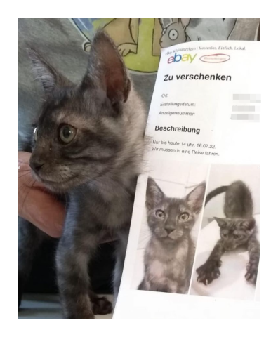 Auf Ebay Kleinanzeigen in NRW hat eine Familie ihre Hauskatze angeboten. Man möge sie schnell abholen, da der Urlaub jeden Moment beginne ...