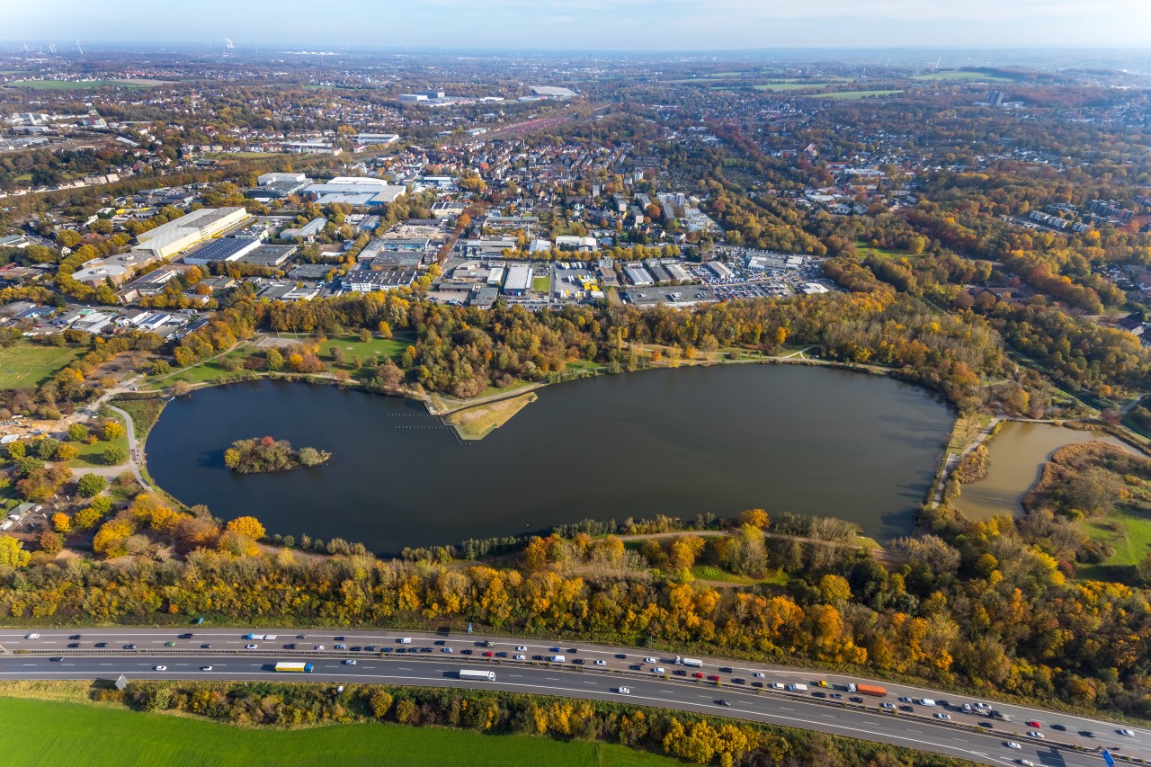 Tragödie im Ümminger See in Bochum!  In den letzten Wochen ist eine ganze Schwanenfamilie gestorben. 