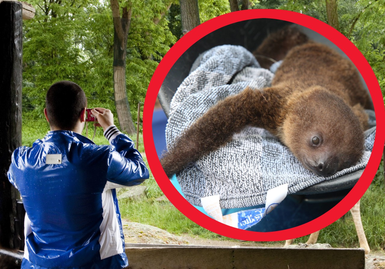 Im Zoo Dortmund kann man jetzt endlich das Jungtier von Faultier-Mama Hexe bestaunen. (Symbolbild)