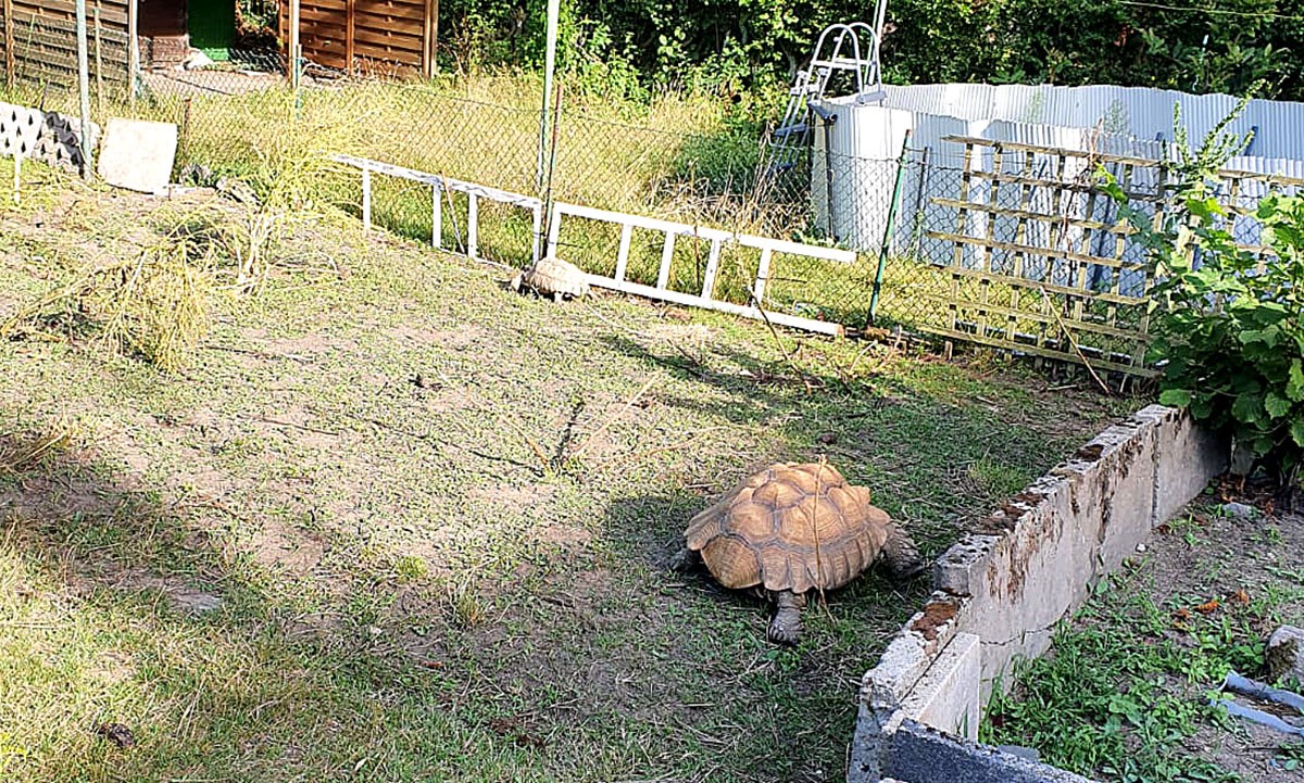 Unter anderem fanden die Beamten diese Spornschildkröten in einem Garten in Gelsenkirchen. Unter anderem fanden die Beamten diese Spornschildkröten in einem Garten in Gelsenkirchen.