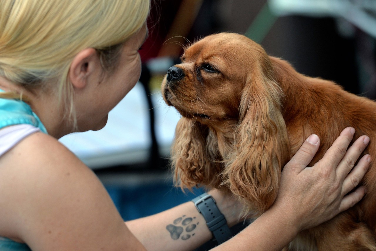 Wusstest du, dass die Nase von deinem Hund so einzigartig wie ein Fingerabdruck eines Menschen ist? (Symbolbild)