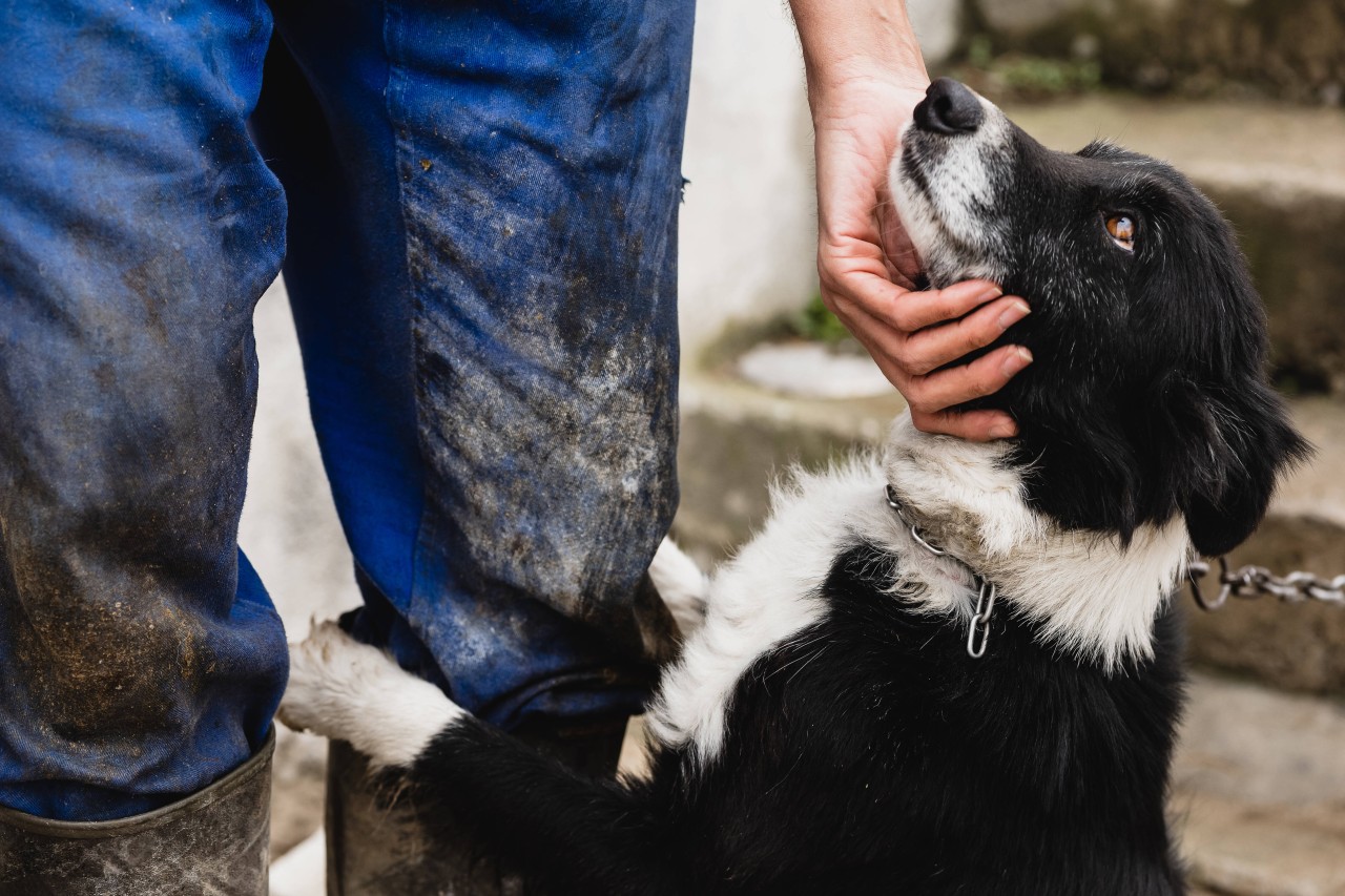 Halter haben ihren Hund eiskalt zurückgelassen, obwohl er starke Schmerzen hatte. (Symbolbild)