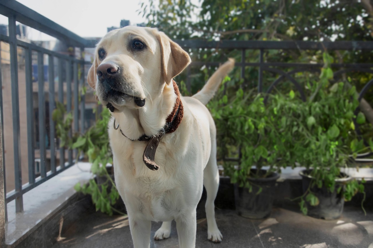 Ein Hund wurde in NRW bei 30 Grad mehrere Stunden auf dem Balkon ausgesperrt. (Symbolbild)