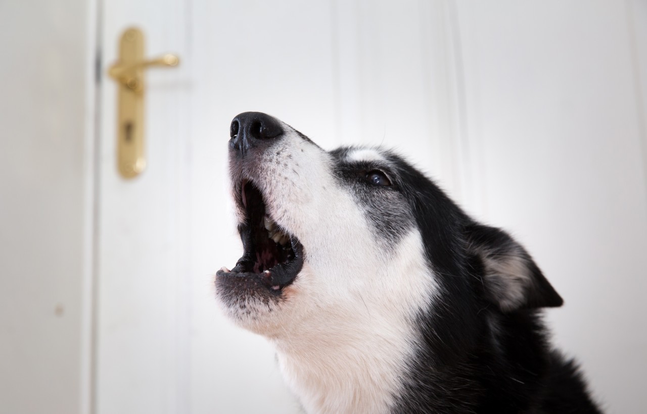 Ein Hund in NRW entlarvt sein Herrchen durch Bellen als Straftäter. (Symbolbild)