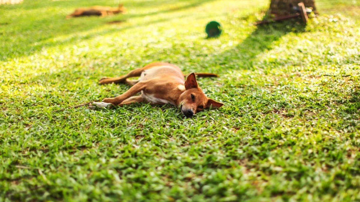 Hund-Park