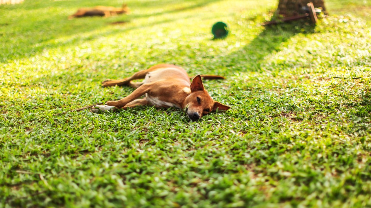 Hunde im Park sind im Iran nun verboten. (Symbolbild)