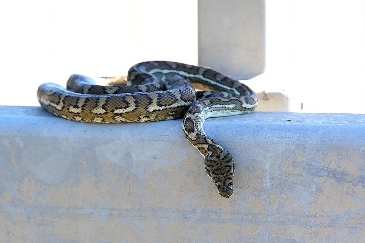 Ein Hund wurde von einer Python fast getötet. (Symbolbild)