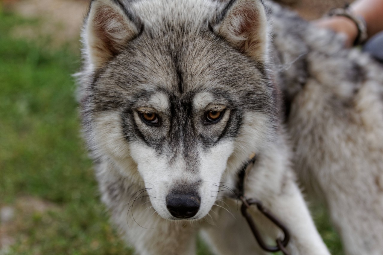 Ein Hund in NRW sorgte bei der Polizei für Erstaunen! (Symbolbild) 