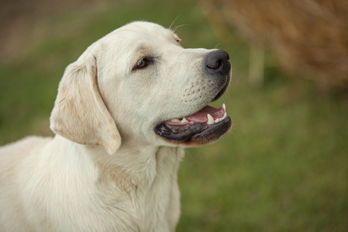 Hund in NRW.jpg