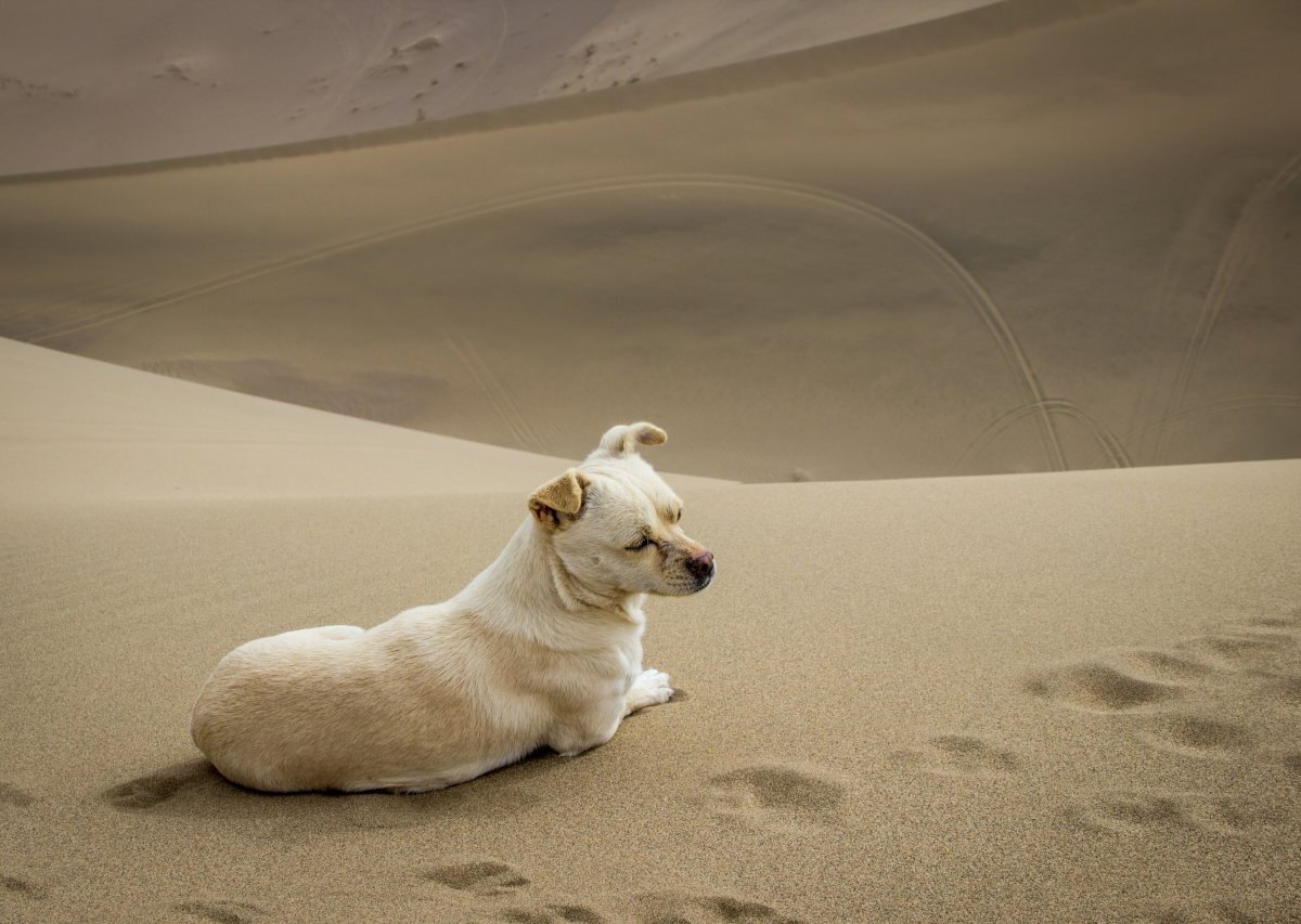 Hunde-Drama.jpg