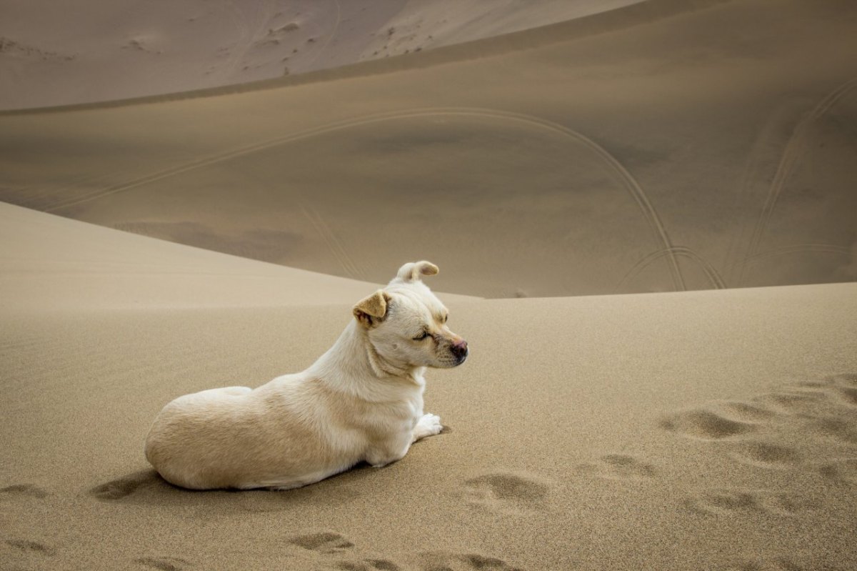 Hunde-Drama.jpg