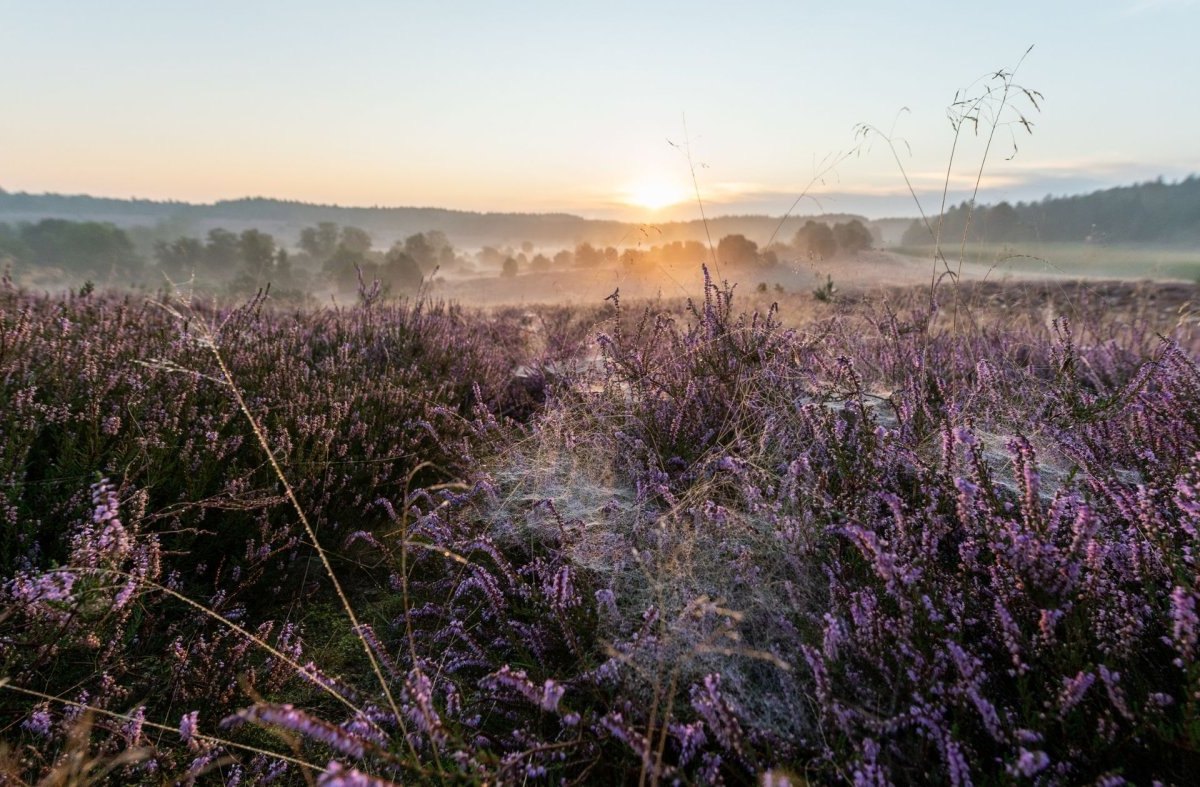 Lüneburger Heide