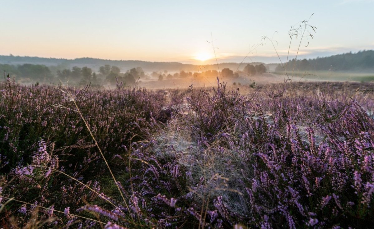 Lüneburger Heide
