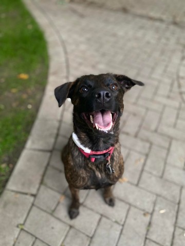 Hündin Nala wird seit Mitte Juli in Bochum-Werne vermisst.