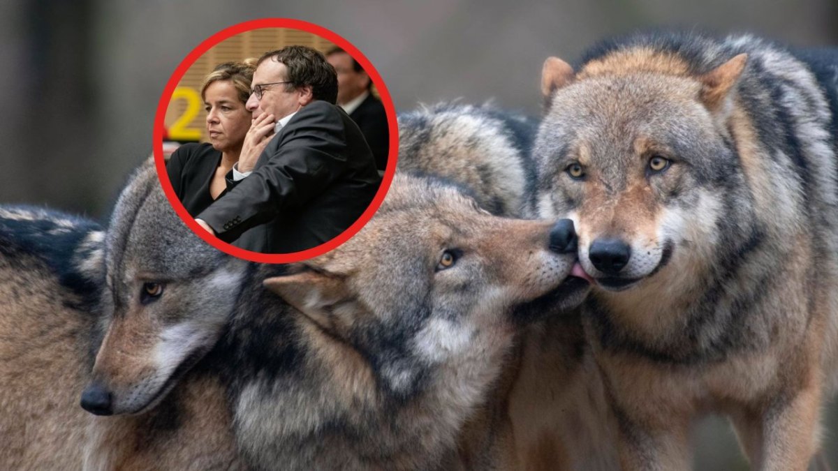 Wolf in NRW.jpg