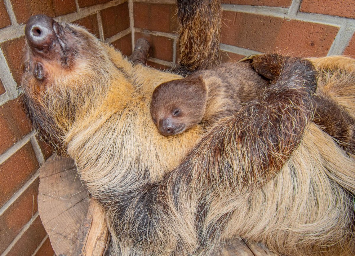 Zoo-Dortmund.jpg